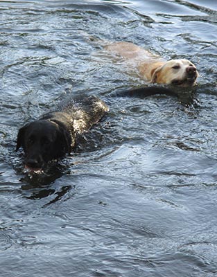 Time for a Swim